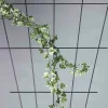 SIENA GARDEN Rosenspalier V-Form 150 X 75 Cm Hammerschlag Mit SB-Reiter HS 7
