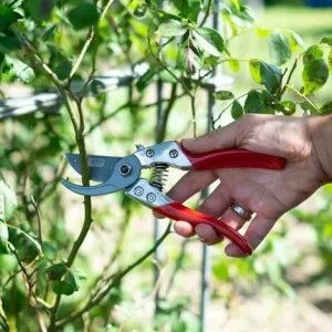 SIENA GARDEN Premium Bypassschere CG1030, Antihaftbeschichtete Klingen Mit Siena Beschichtung 15