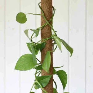 SIENA GARDEN Kokos-Rankstab 80 Cm Verlängerung, Mit Latex 15