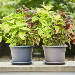 SIENA GARDEN Topf CILINDRO Ø 20 X 14,1 Cm, Taupe Rundes Kunststoffgefäß Mit Bodenlöchern 6
